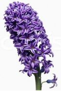 Image of hyacinth